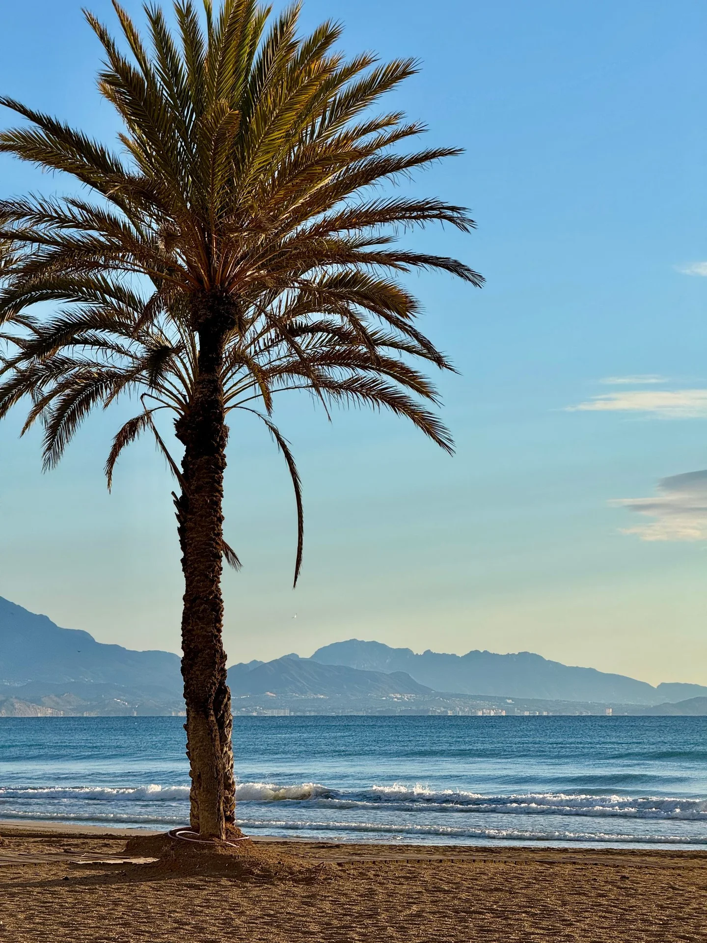 Palmen en zee bij Alicante